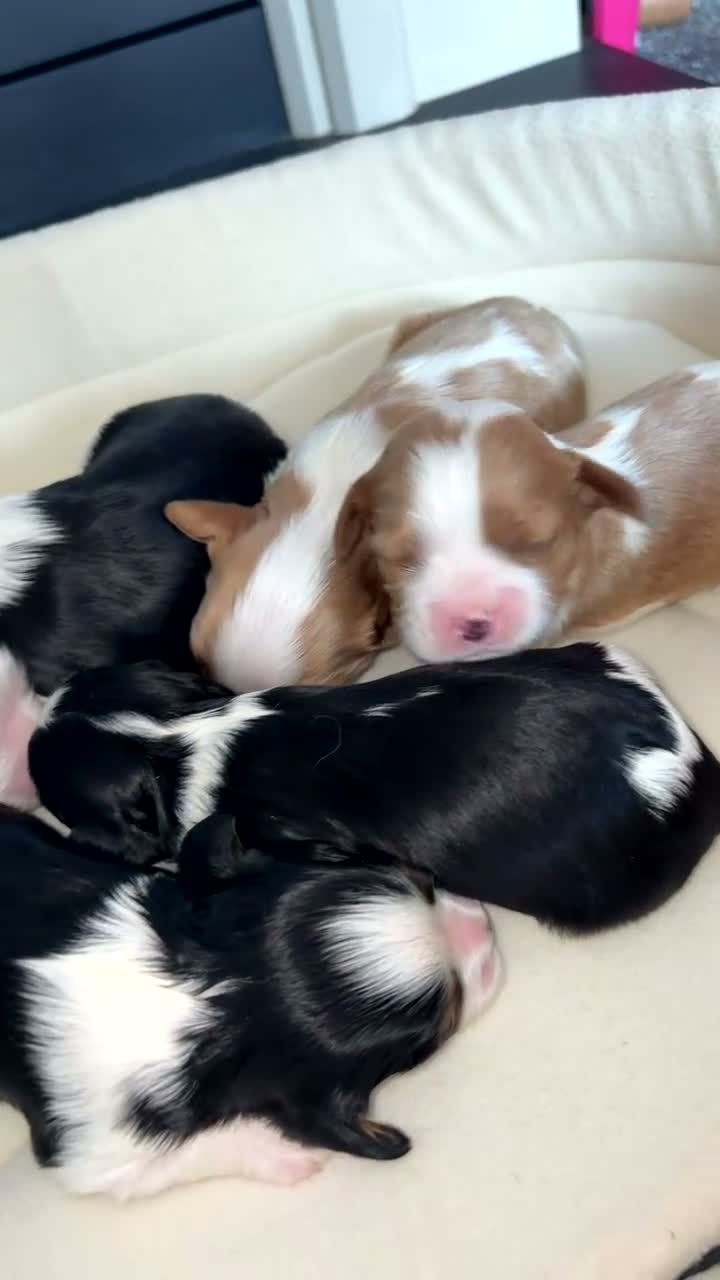 Cavalier King Charles Spaniel dogs for sale: ✨ Beautiful KC Cavalier King Charles Puppies ✨ - Video 1