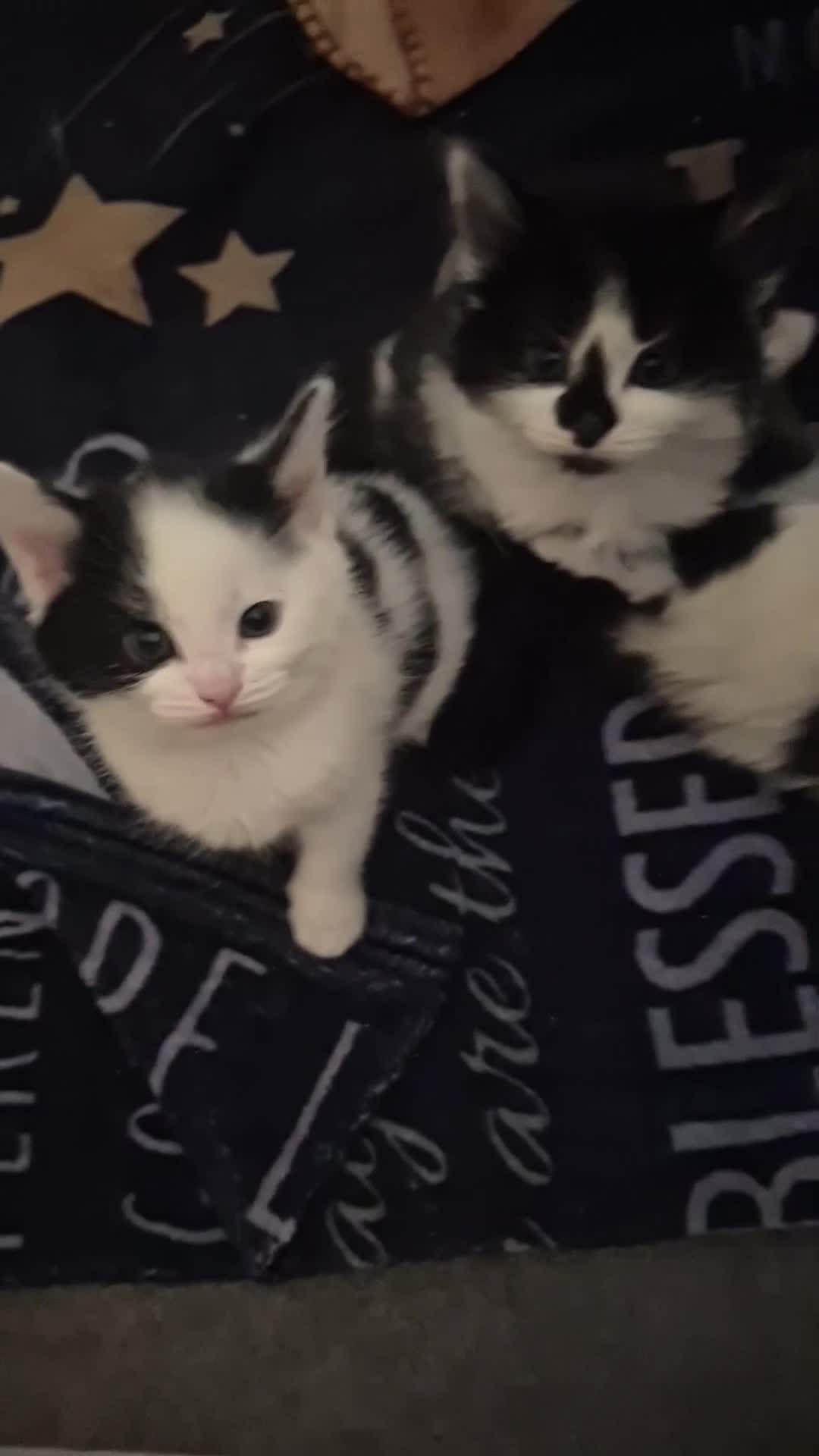 Ragdoll cats for sale: Ragdoll/moggy - Video 3