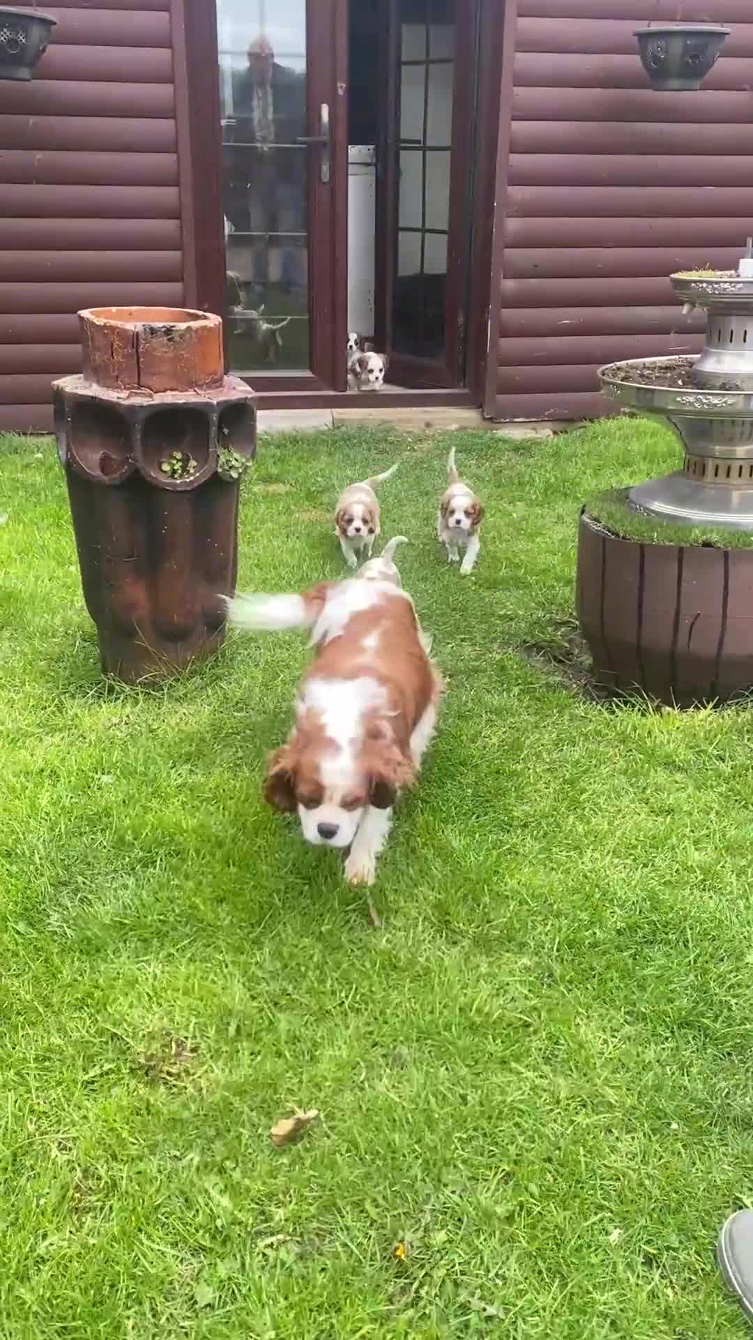 Cavalier King Charles Spaniel dogs for sale: Cavalier King Charles Spaniels - Video 1