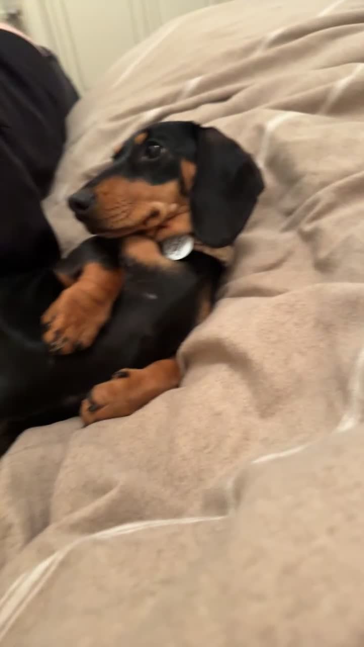 Dachshund dogs for sale: 14 month old dachshund  - Video 2