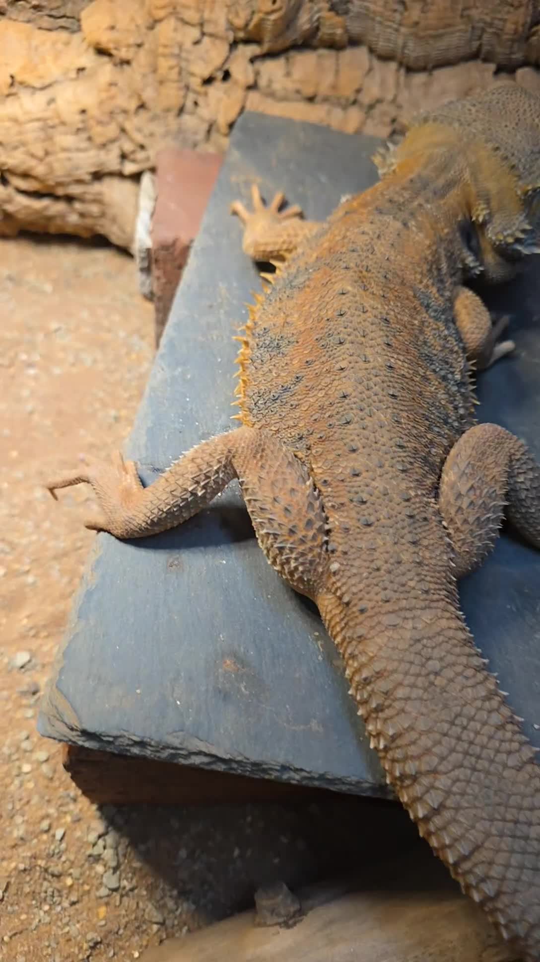 Bearded Dragon reptiles for sale: Bearded Dragon with Viv & Accessories  - Video 3