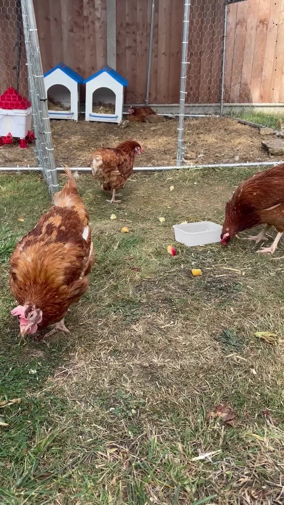 Chickens poultry for sale: 4 girls for sale - Video 1