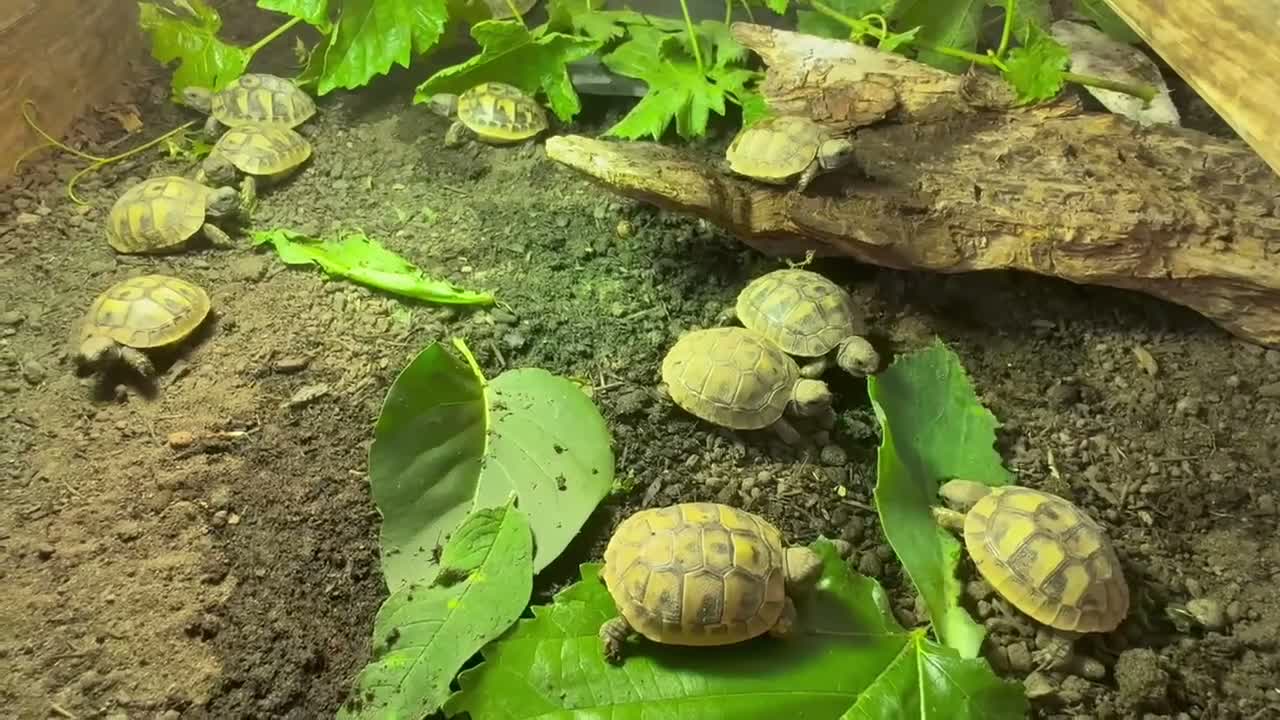 Tortoise reptiles for sale: Baby Hermann Tortoise 2026 Hatchlings - Video 1