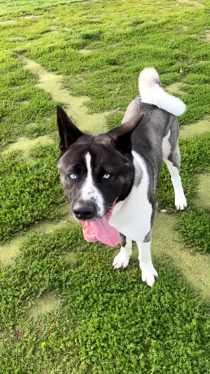 Huskita dogs for sale: 2 year old huskita - Video 4