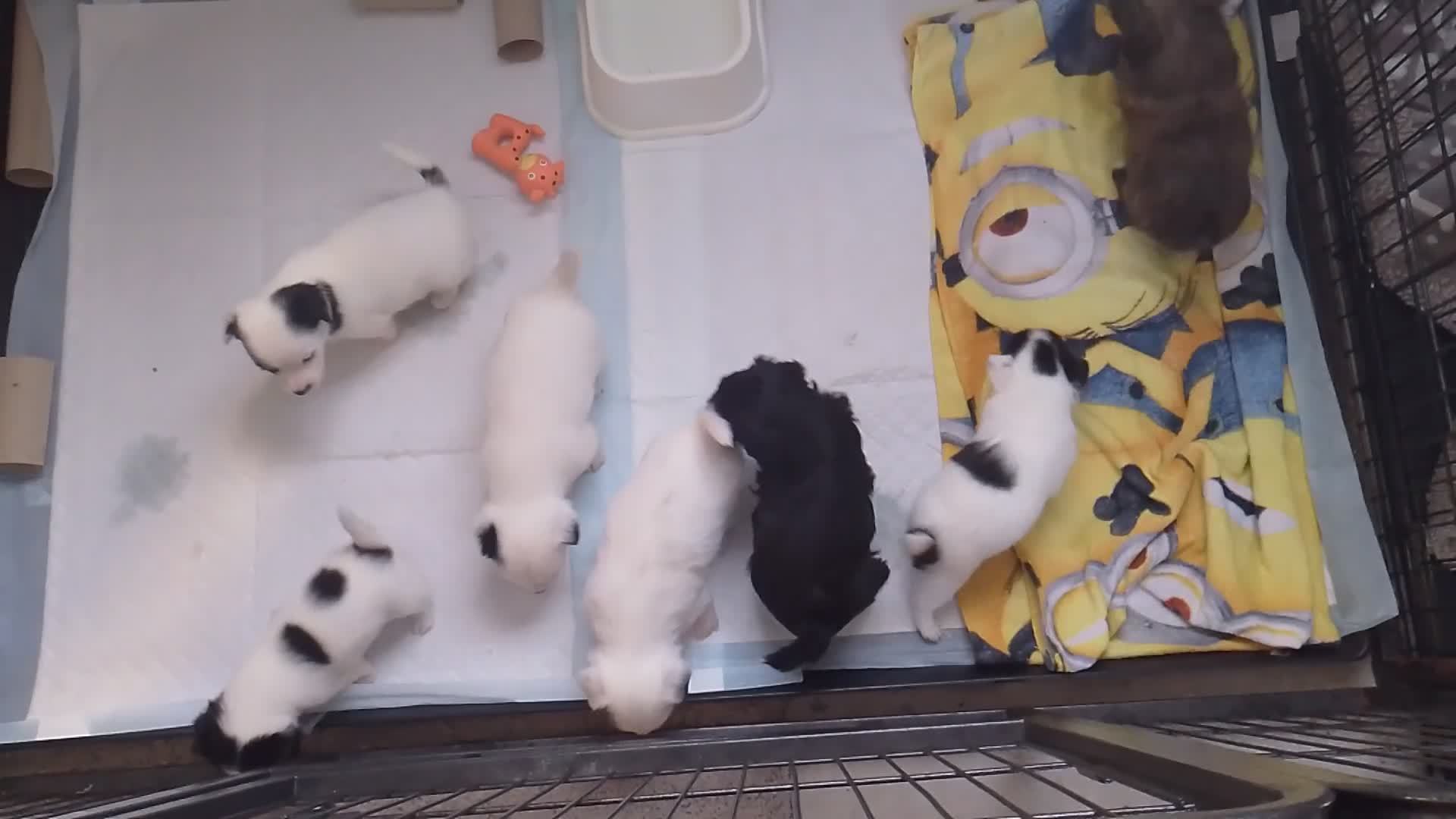 Pomchi dogs for sale: Last male pomchi left - Video 1