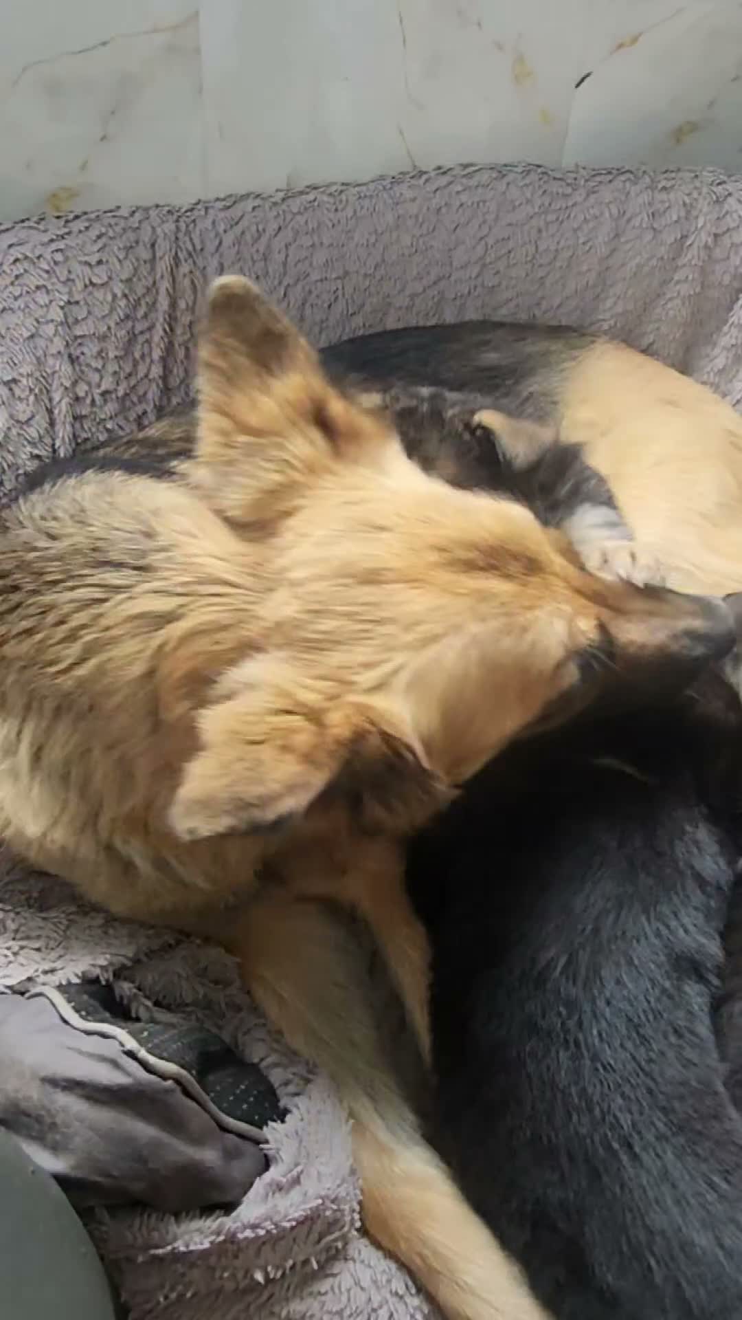 German Shepherd dogs for sale: German shepherd puppys  in Saint Austell - Video 1