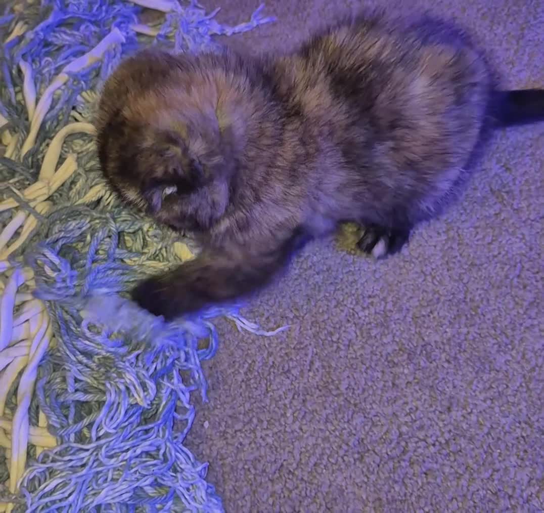 Scottish Fold cats for sale: *Reduced*TICA REGISTERED  - Video 1