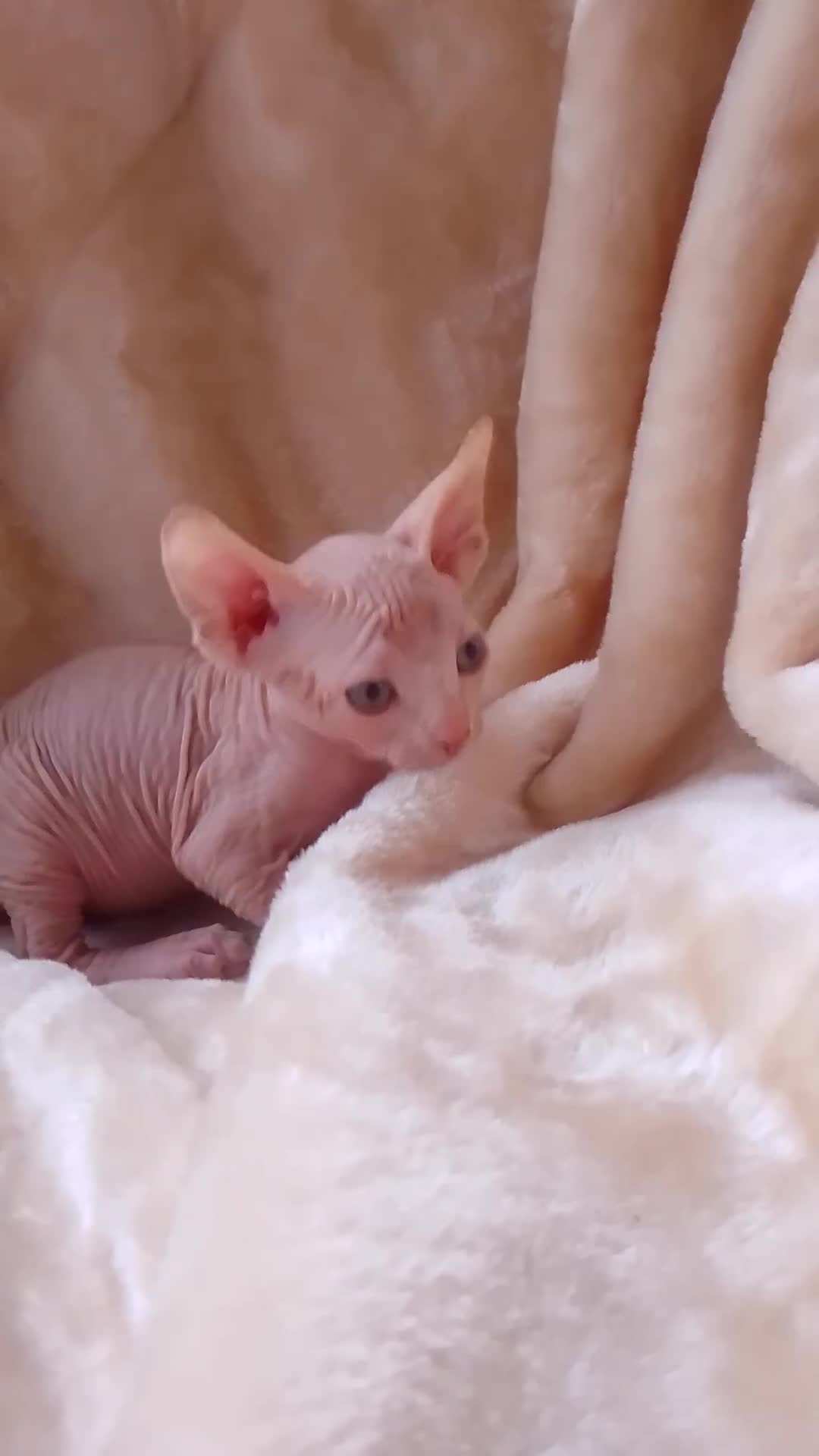 Sphynx cats for sale: Purebred Sphinx available. Ready now.  - Video 1