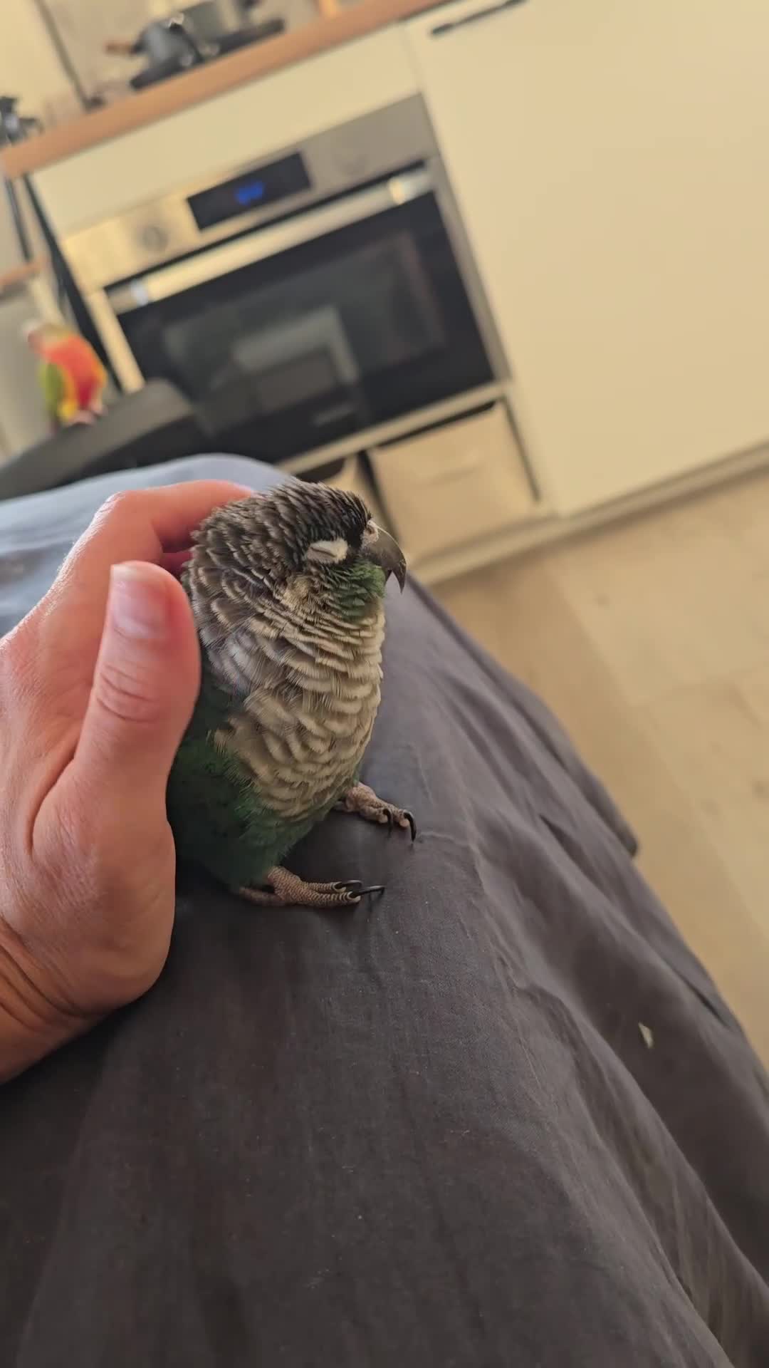 Conures birds for sale: Bonded pair of green cheek conures  - Video 2