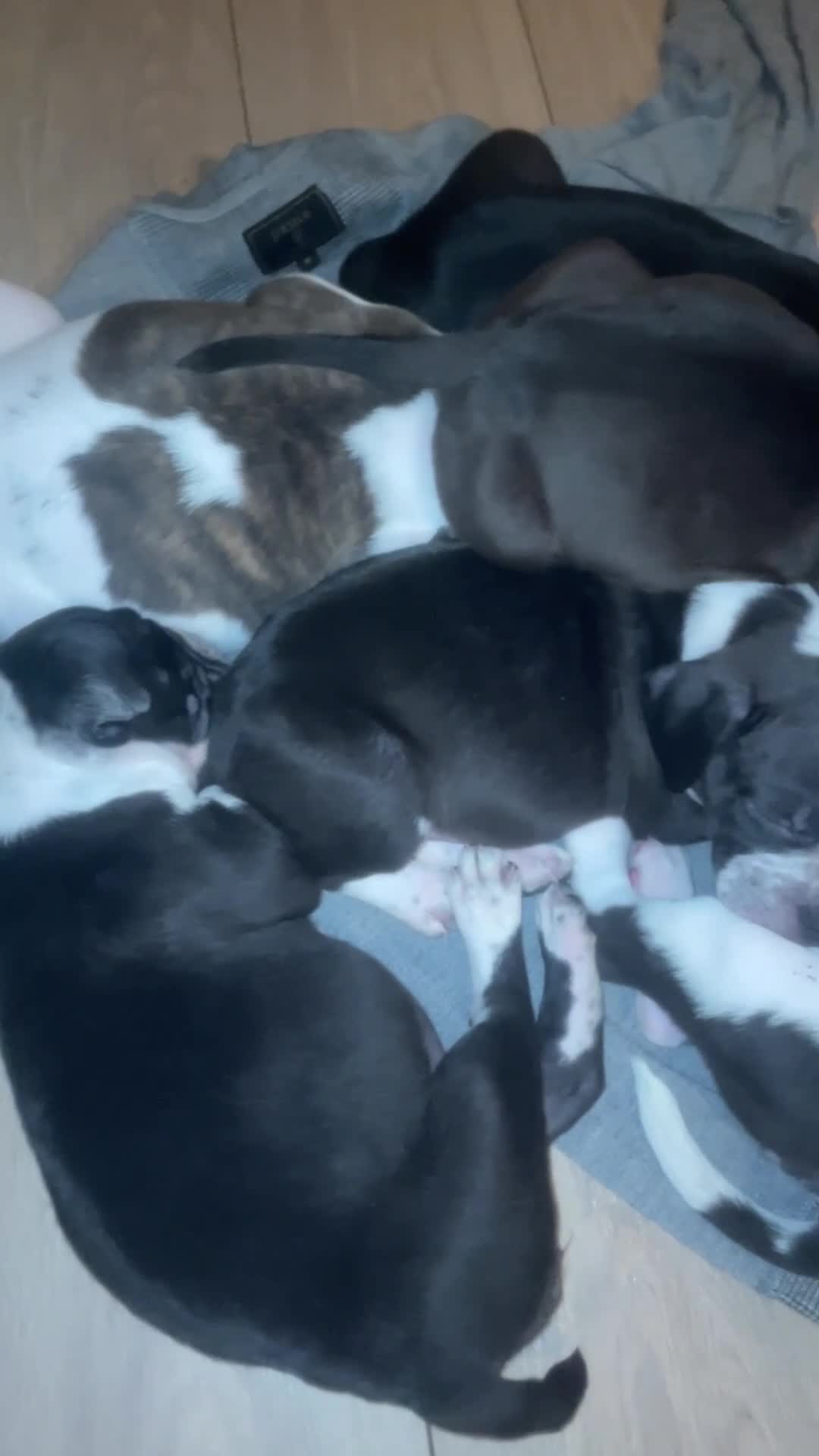 American Bully dogs for sale: Pocket bully puppies  - Video 1