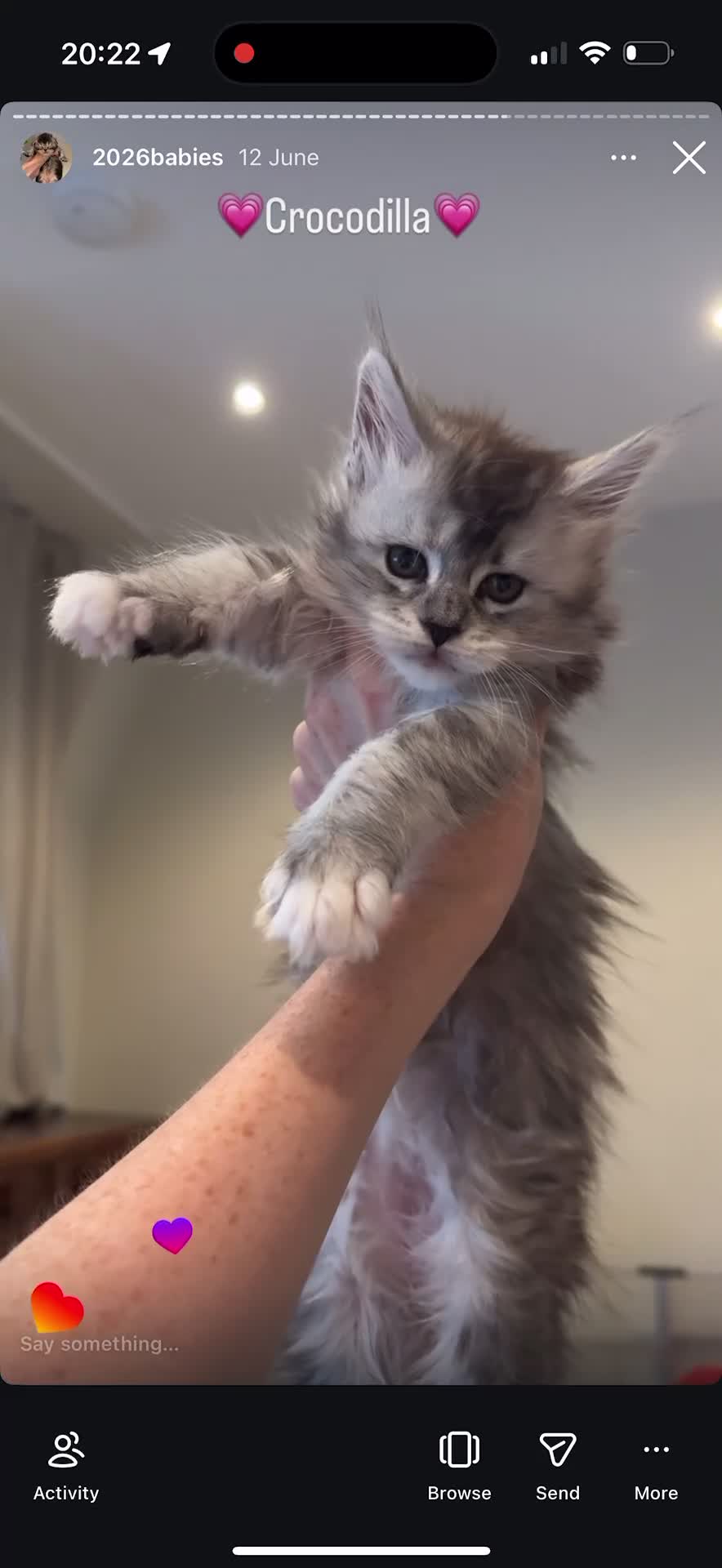 Maine Coon cats for sale: 💗RARE💗Imported lines, exceptional MC kittens😻⭐️ - Video 1