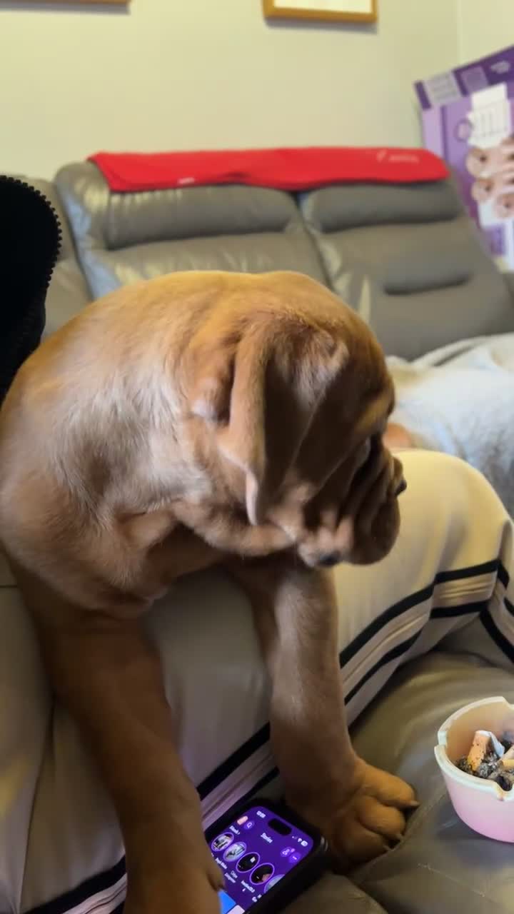 Dogue De Bordeaux dogs for sale: KC Dogue de Bordeaux Girl – Champion Bloodline - Video 1