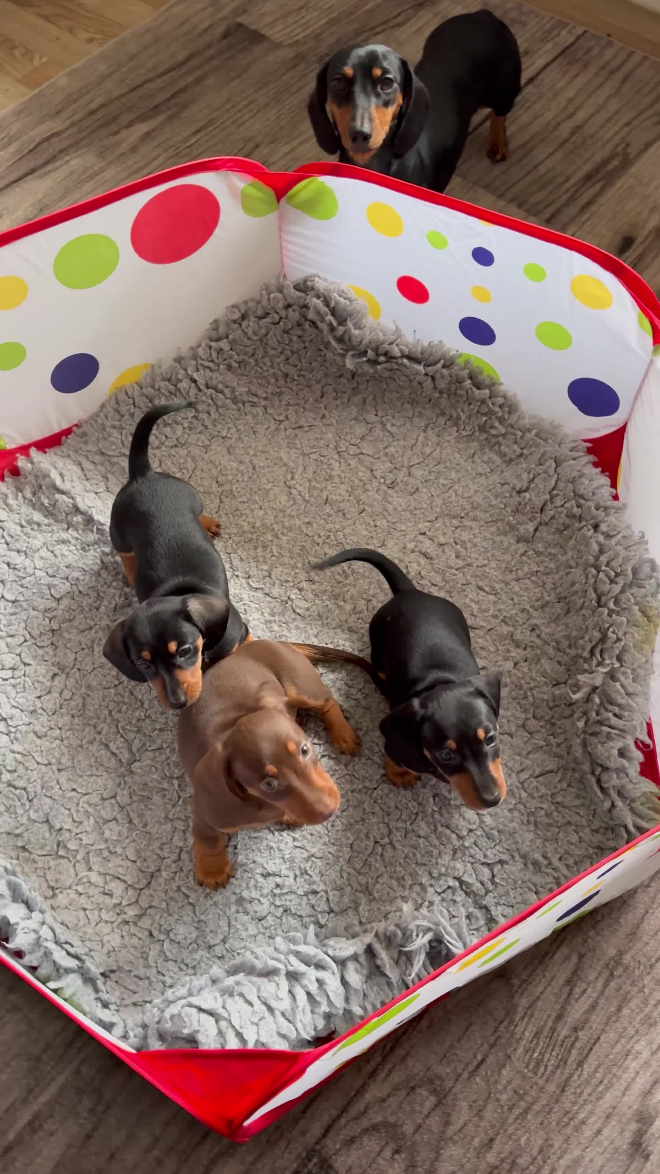 Dachshund dogs for sale: Mini dachshund puppies, PRA clear, health tested - Video 2