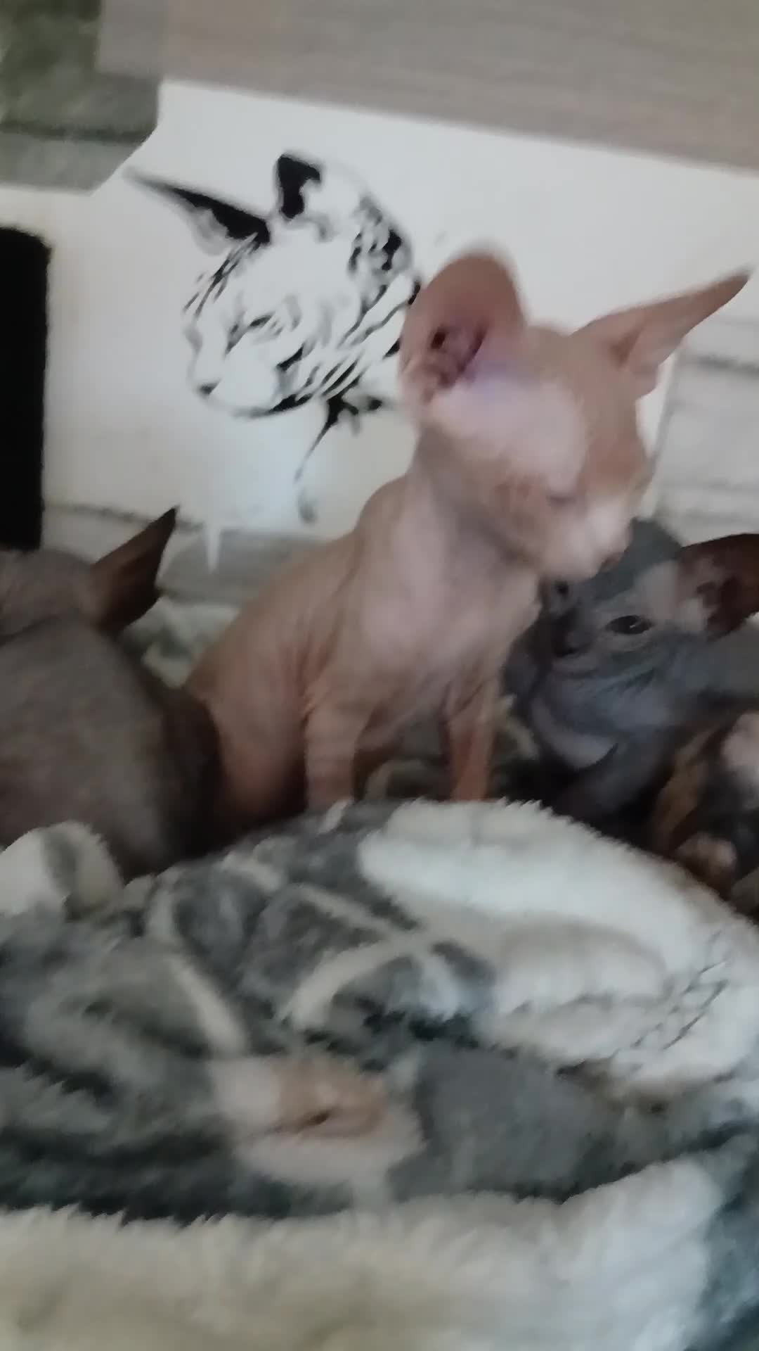 Sphynx cats for sale: Beautiful  Sphynx kitten for sale  - Video 2