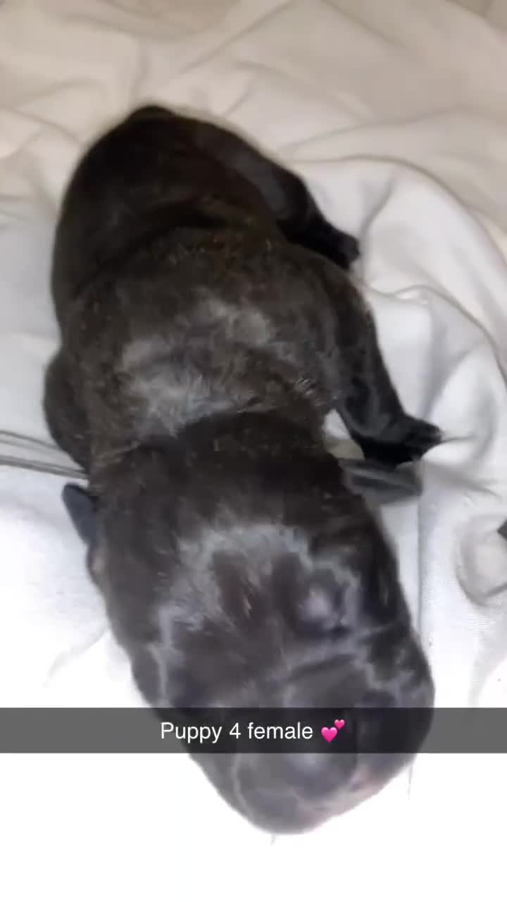 Cane Corso dogs for sale: Cane corso puppy’s  - Video 1