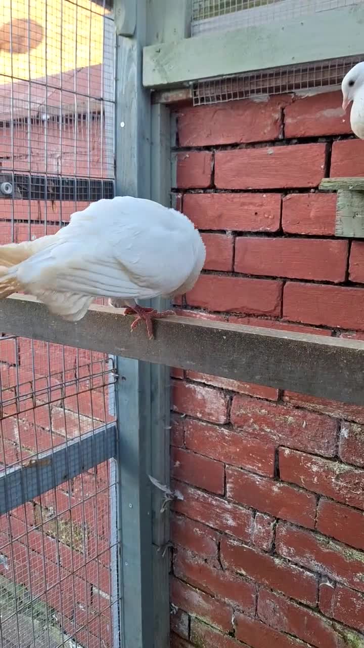 Pigeons birds for sale: 4 mix pigeon for sale - Video 1