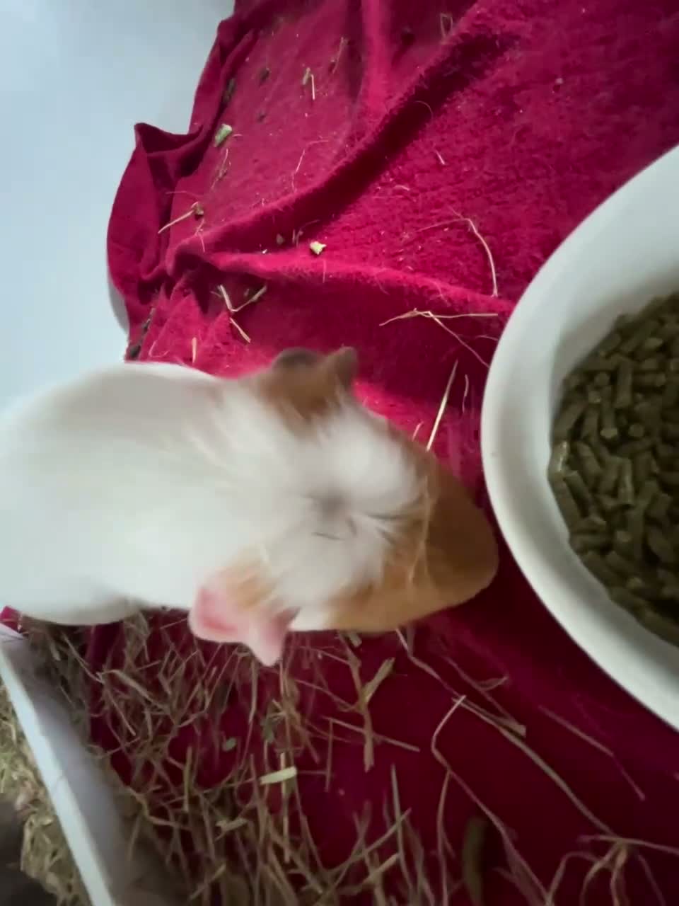 Guinea Pig rodents for sale: 2 Guinea pigs in Bolton - Video 1