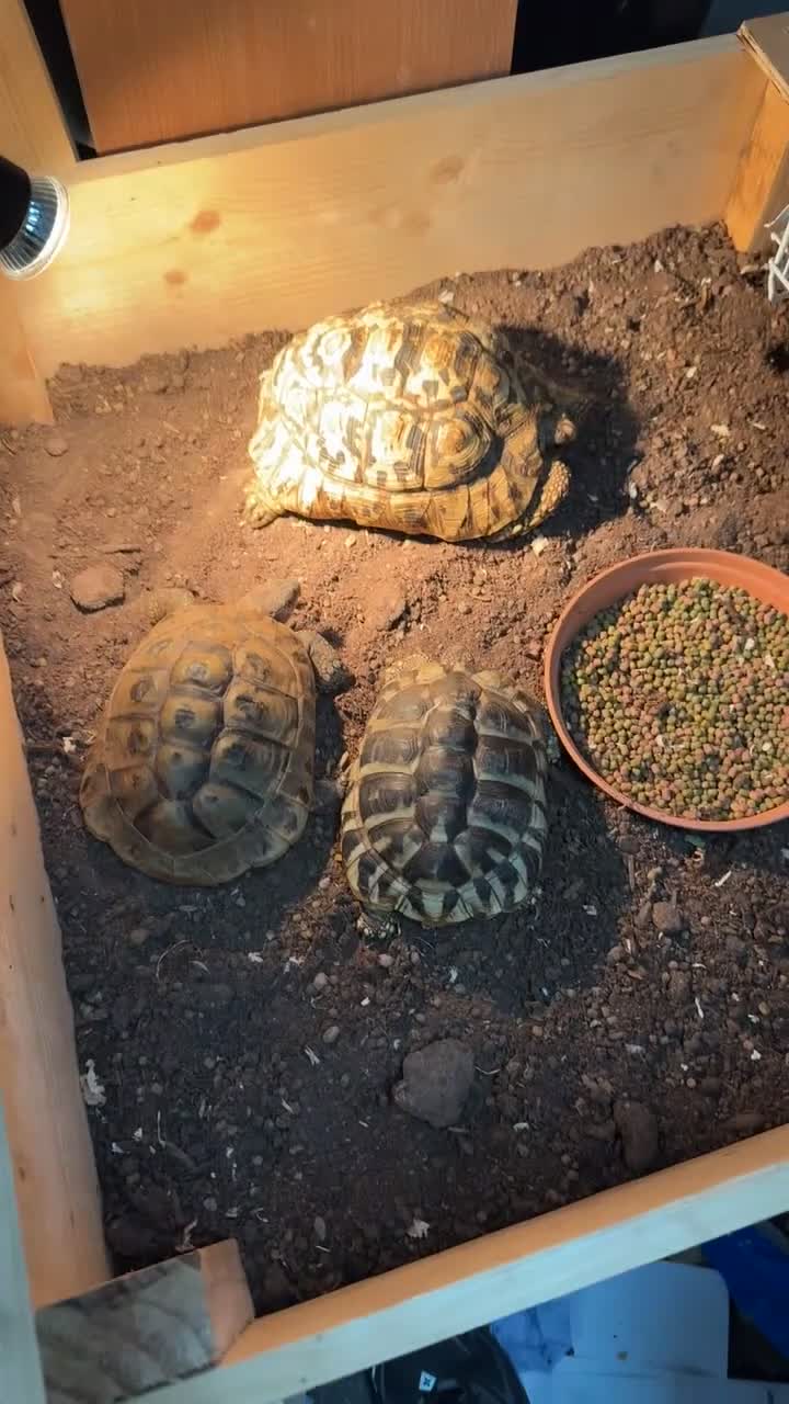 Tortoise reptiles for sale: Horsefield tortoise adults and baby’s available  - Video 1