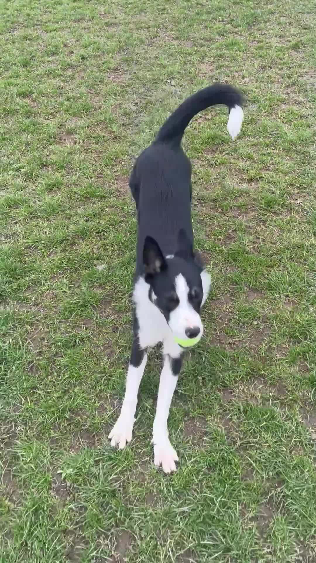 Border Collie dogs for sale: 9 month old border collie  in Nelson - Video 1