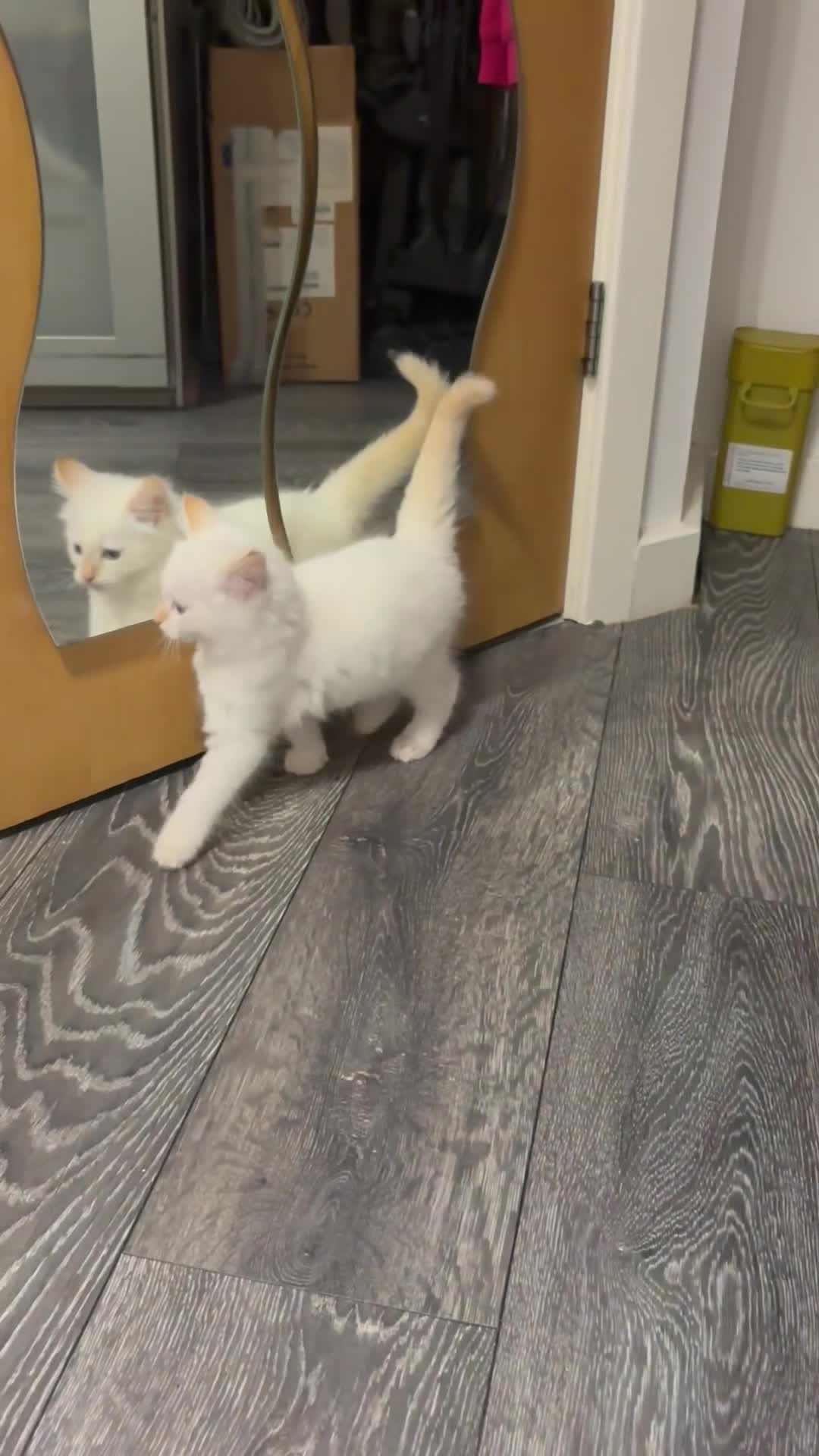 Ragdoll cats for sale: Adorable 2 male kittens, Ragdoll dad, mum Siamese - Video 1