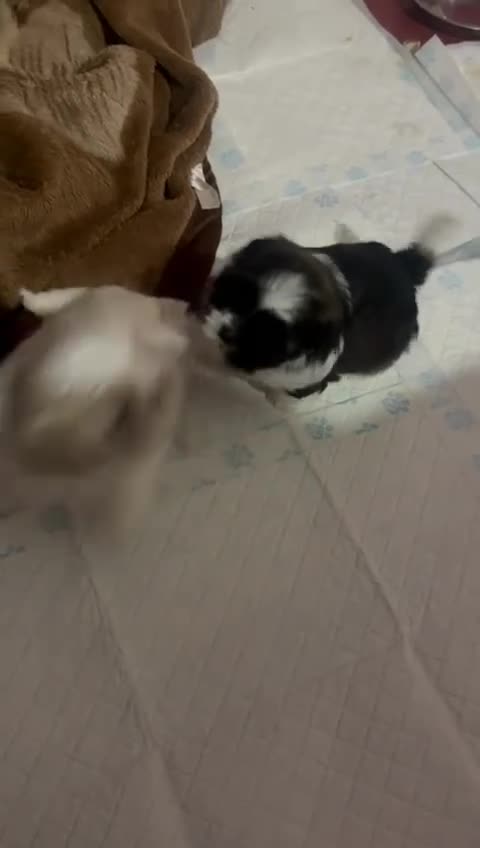 Shih Tzu dogs for sale: Hi my name is Maria  - Video 3