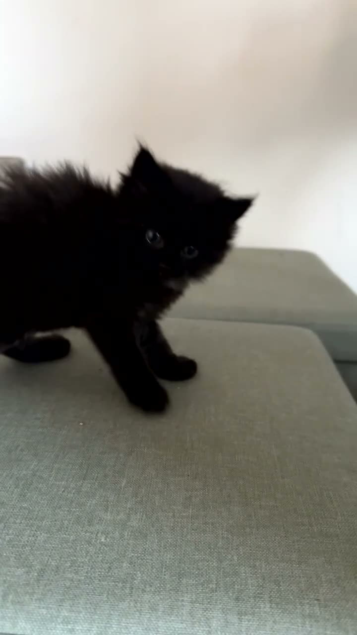 Mixed Breed cats for sale: 3 Beautiful Ragdoll Mix Kittens - Video 1