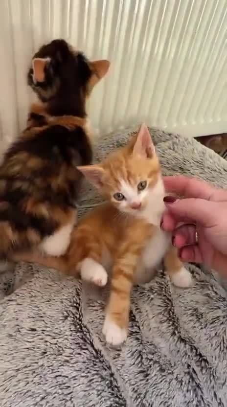 Mixed Breed cats for sale: STUNNING BOY AND GIRL KITTENS - Video 2