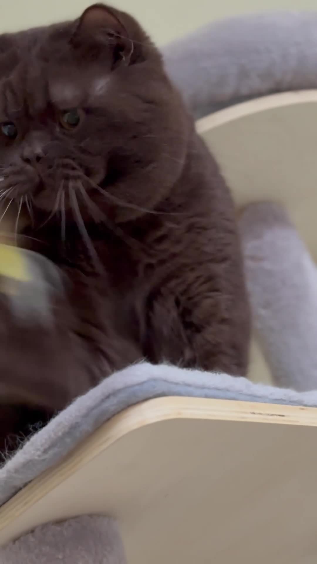 British Shorthair cats for sale: 🐾Ready to go 23rd June   - Video 1