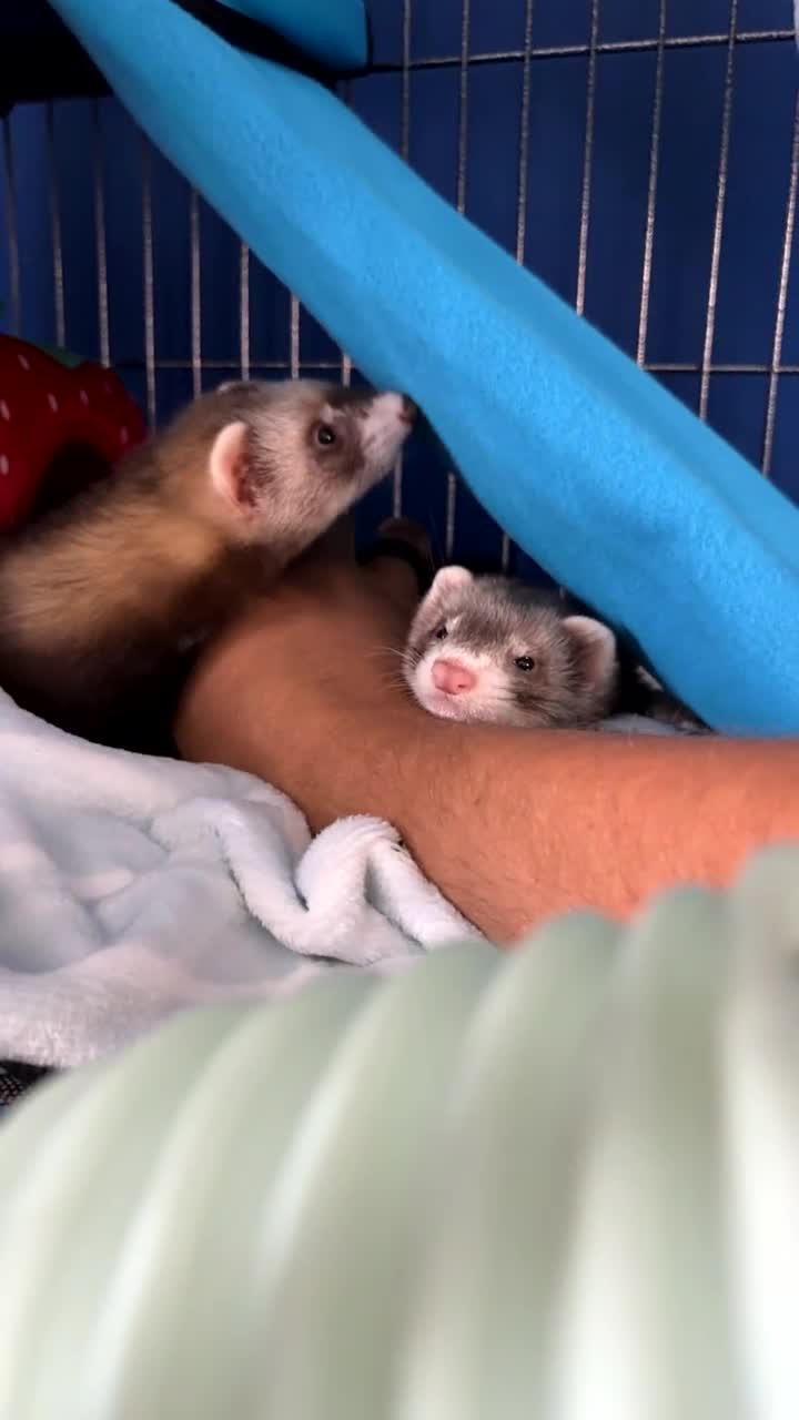Ferret rodents for sale: Rehoming two very sweet female ferrets  - Video 2