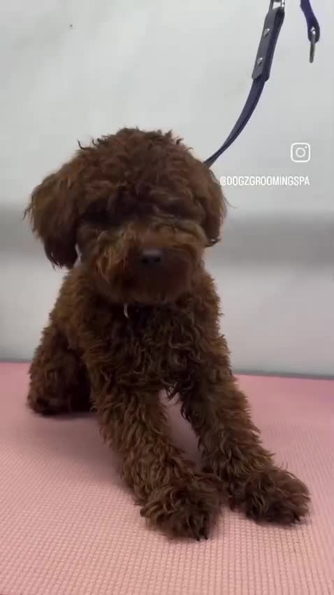 Toy Poodle dogs for stud: Toy Puddle  - Video 1