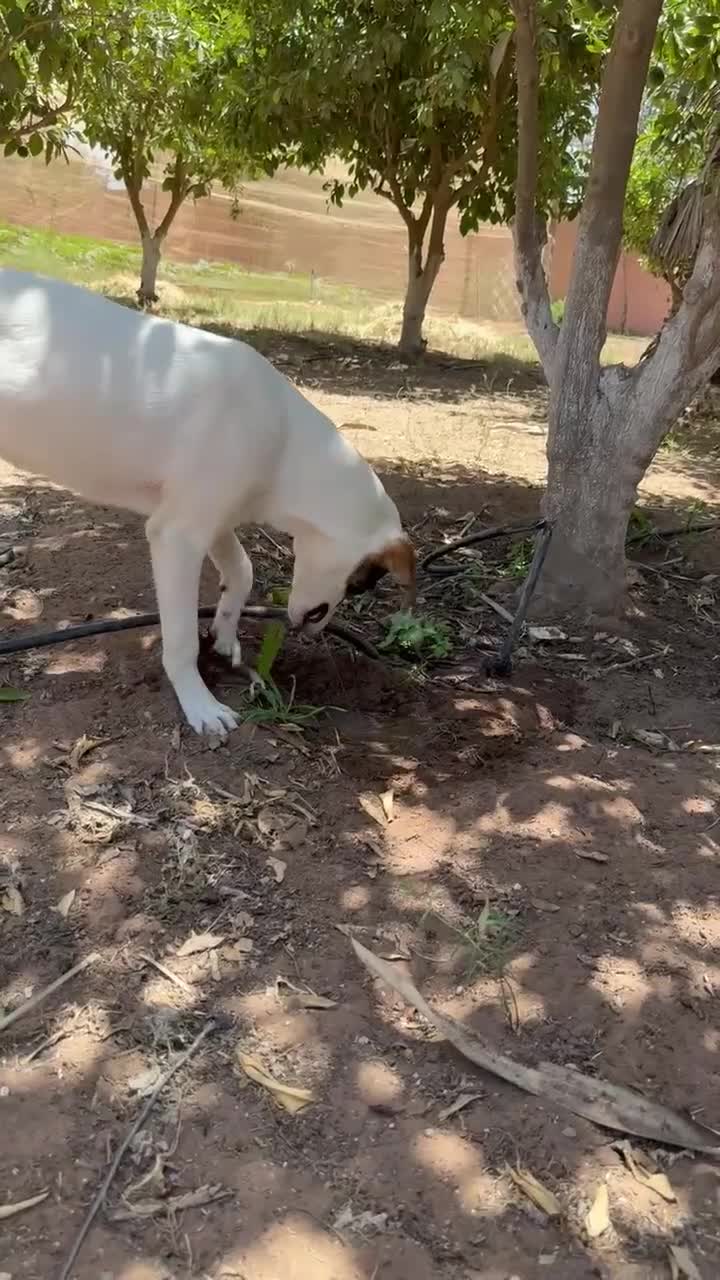 Mixed Breed dogs for sale: Mixed breed - Video 5