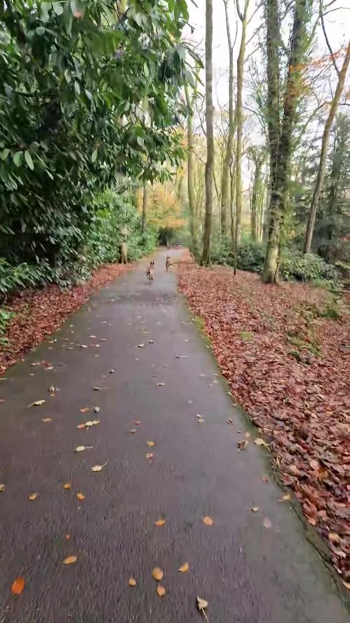 Belgian Shepherd Dog dogs for sale: Sisters  - Video 2