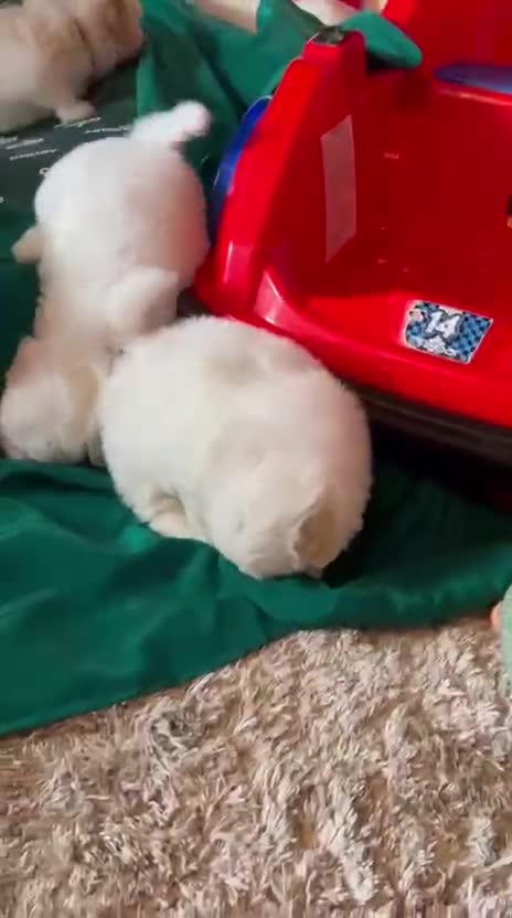 Coton De Tulear dogs for sale: Stunning puppy  - Video 1