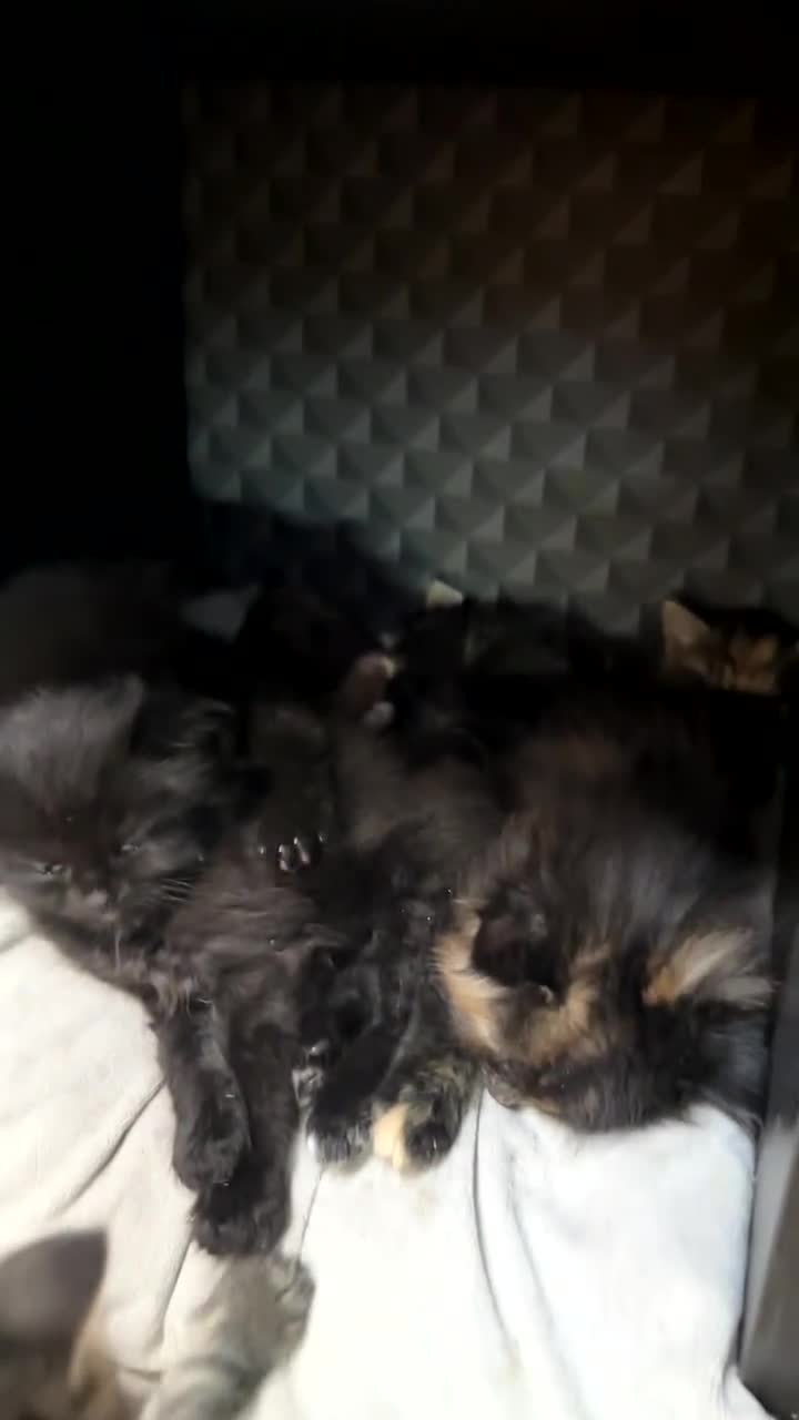 Mixed Breed cats for sale: Beautiful fluffy kittens 🐈‍⬛  - Video 1