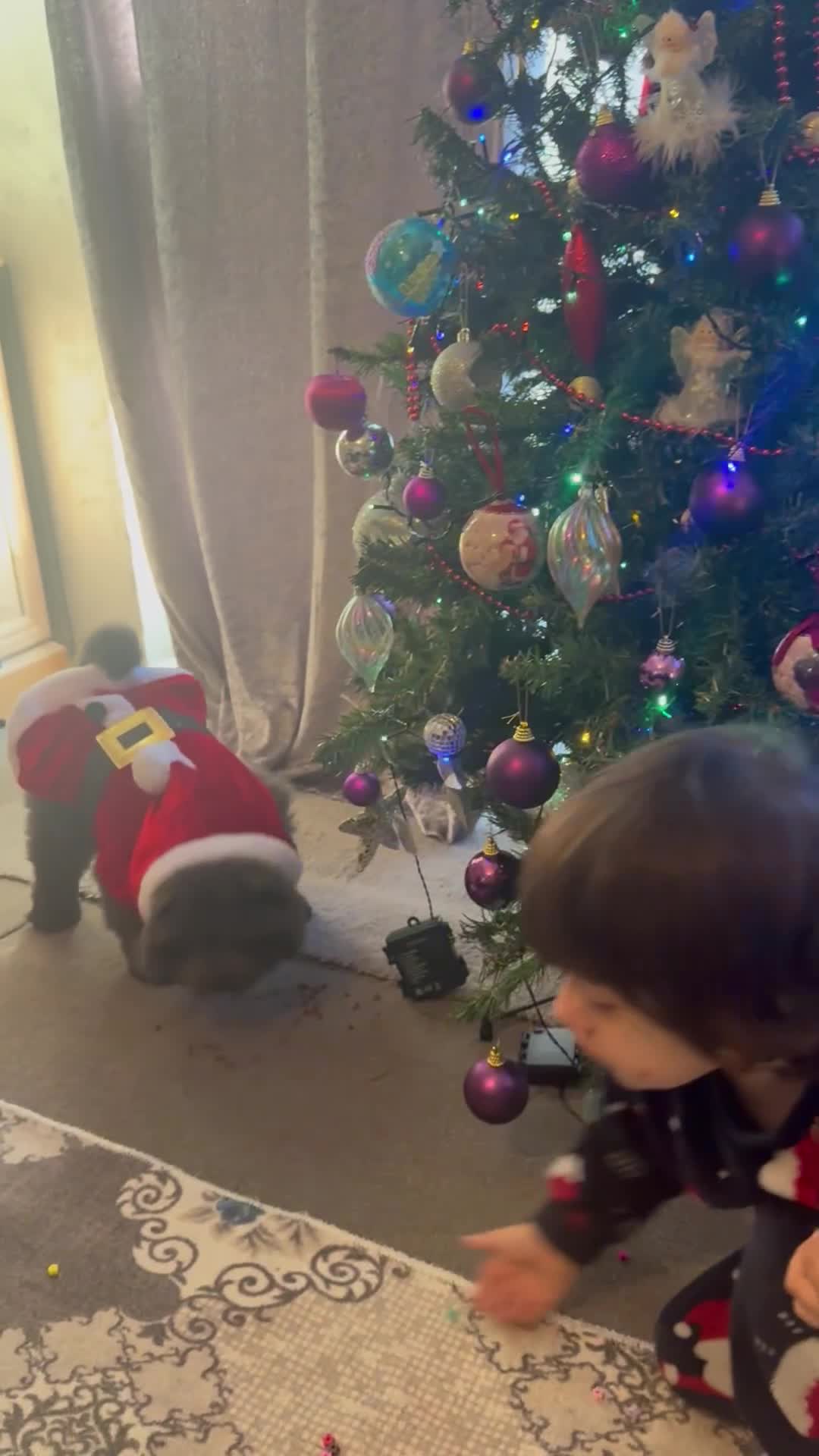 Chow Chow dogs for sale: Chow chow puppies  - Video 1