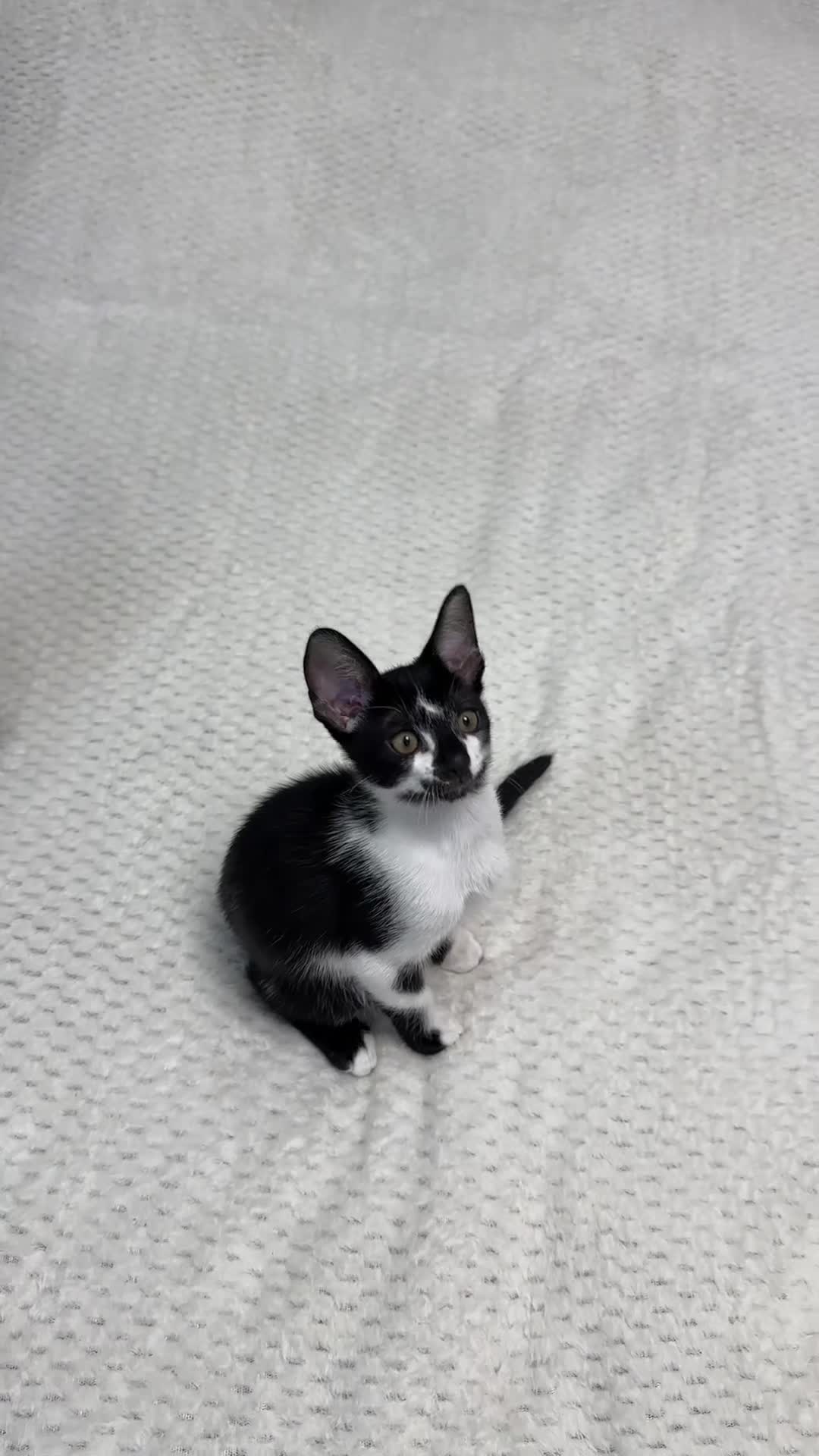 Mixed Breed cats for sale: ✨Cornish Rex Kittens Ready for New Homes Now✨ - Video 2