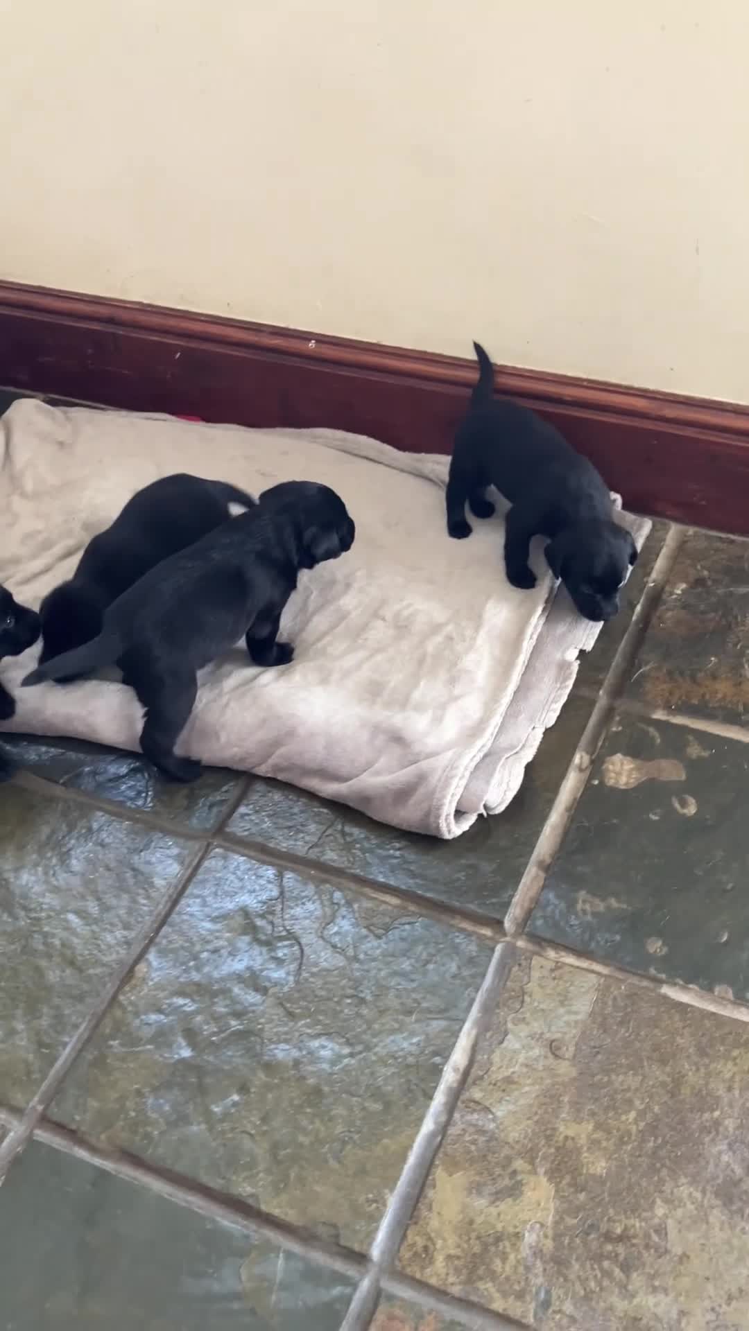 Labrador Retriever dogs for sale: Ready  now  Quality bred and cared for - Video 3