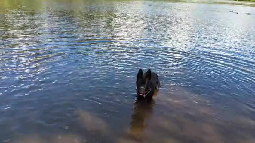 German Shepherd dogs for adoption: ❤️🐶 IZZY – YOUNG GIRL WHO DESERVES A LIFE - Video 1