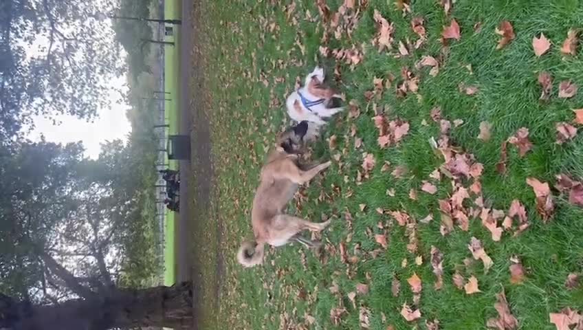 Mixed Breed dogs for sale: Melon – A Gentle Anatolian Shepherd Mix - Video 5