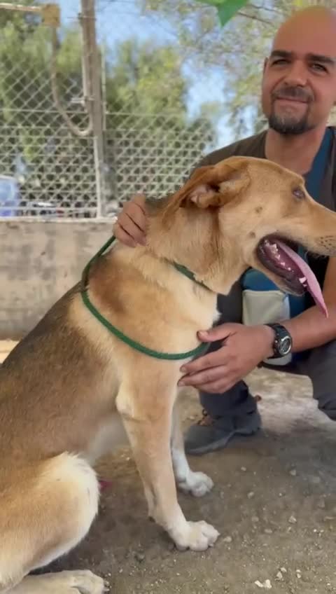 Mixed Breed dogs for adoption: Simon needs a forever home or foster in Poulton-le-Fylde - Video 1