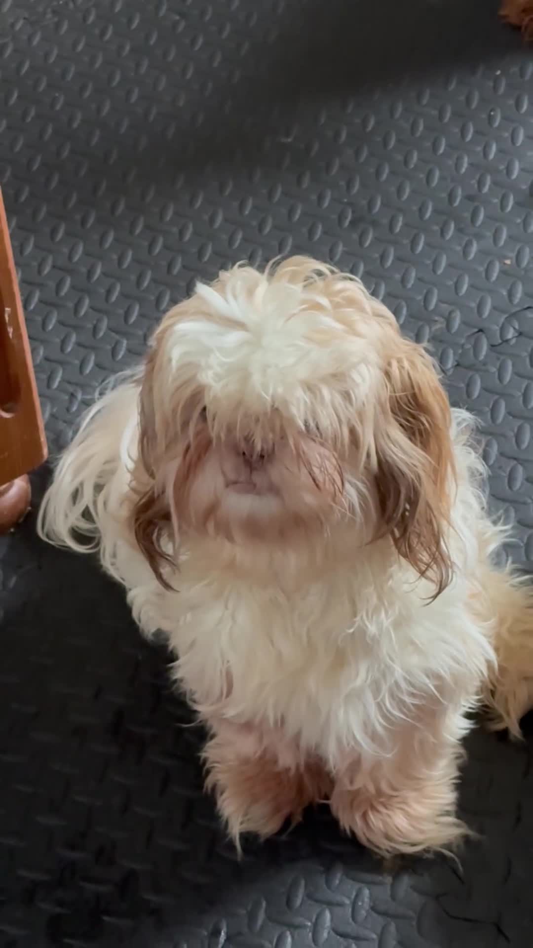 Shih Tzu dogs for sale: Male shih tzu  - Video 2