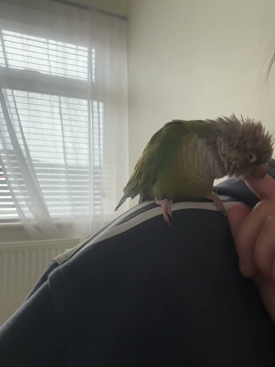 Conures birds for sale: Conure in King's Lynn - Video 1