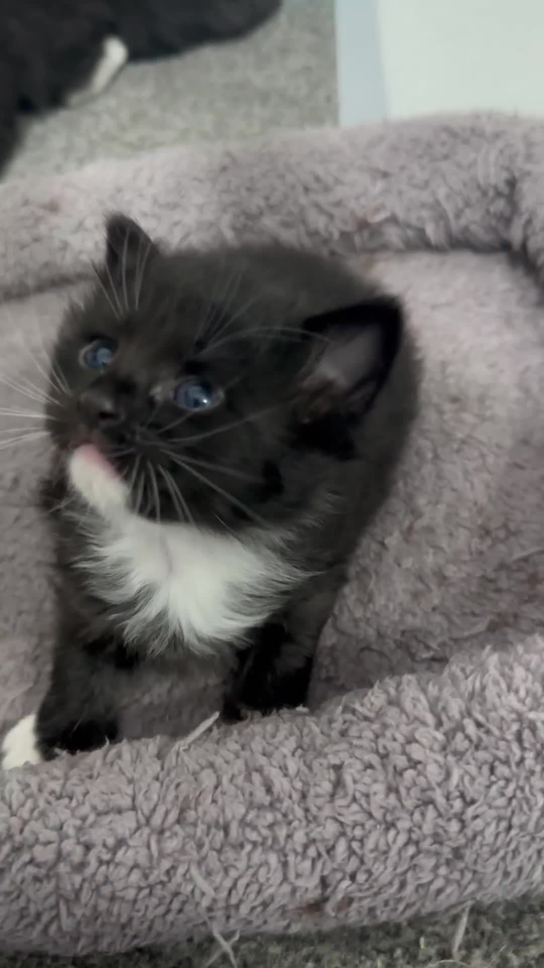 Siberian cats for sale: 5 Siberian Kittens & Mother Cat Available - Video 2