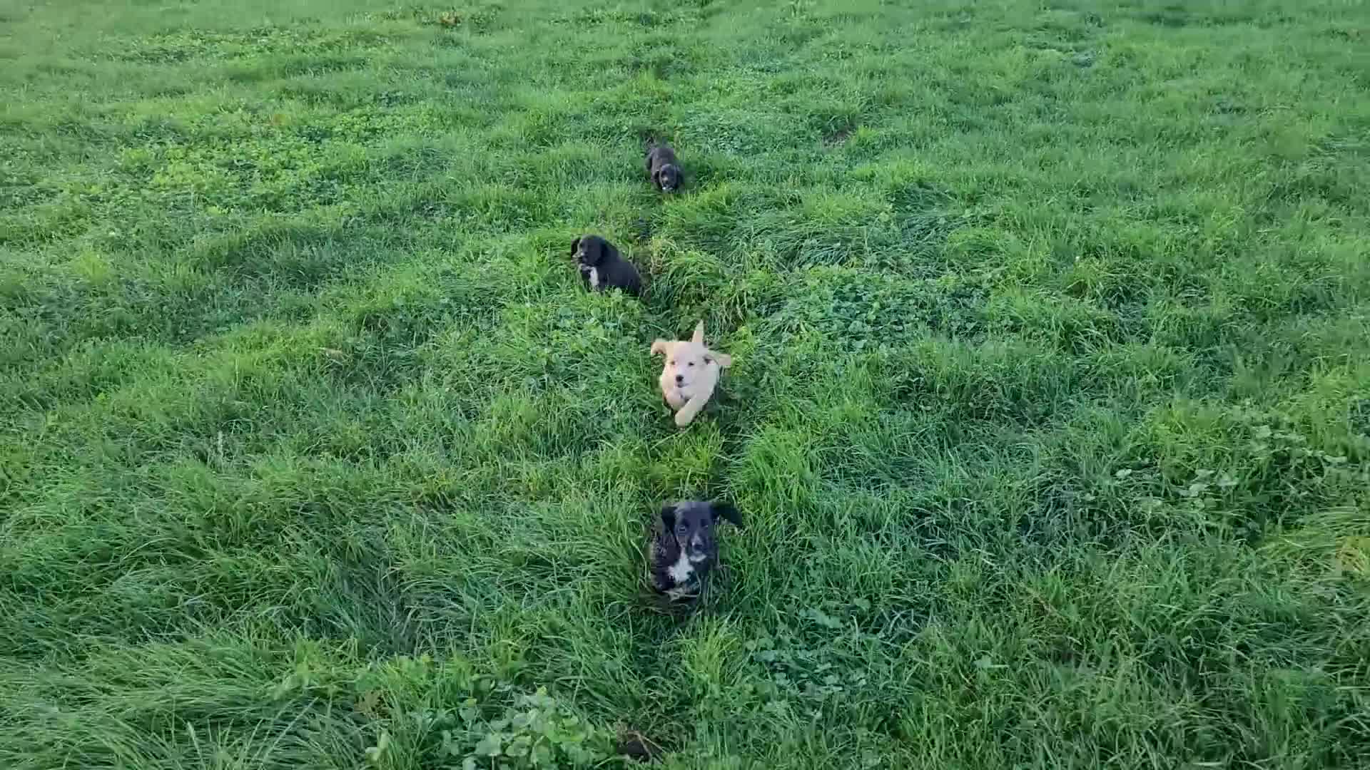 Cocker Spaniel dogs for sale: WCS bitch with working parents - Video 1