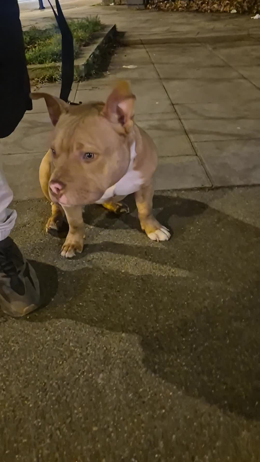 American Bulldog dogs for sale: Sugar Cane - Video 1