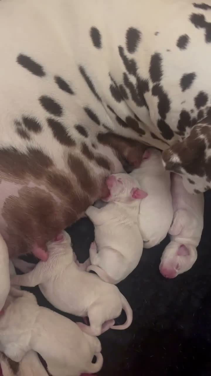 Dalmatian dogs for sale: 13 KC registered Dalmatian puppies  - Video 1