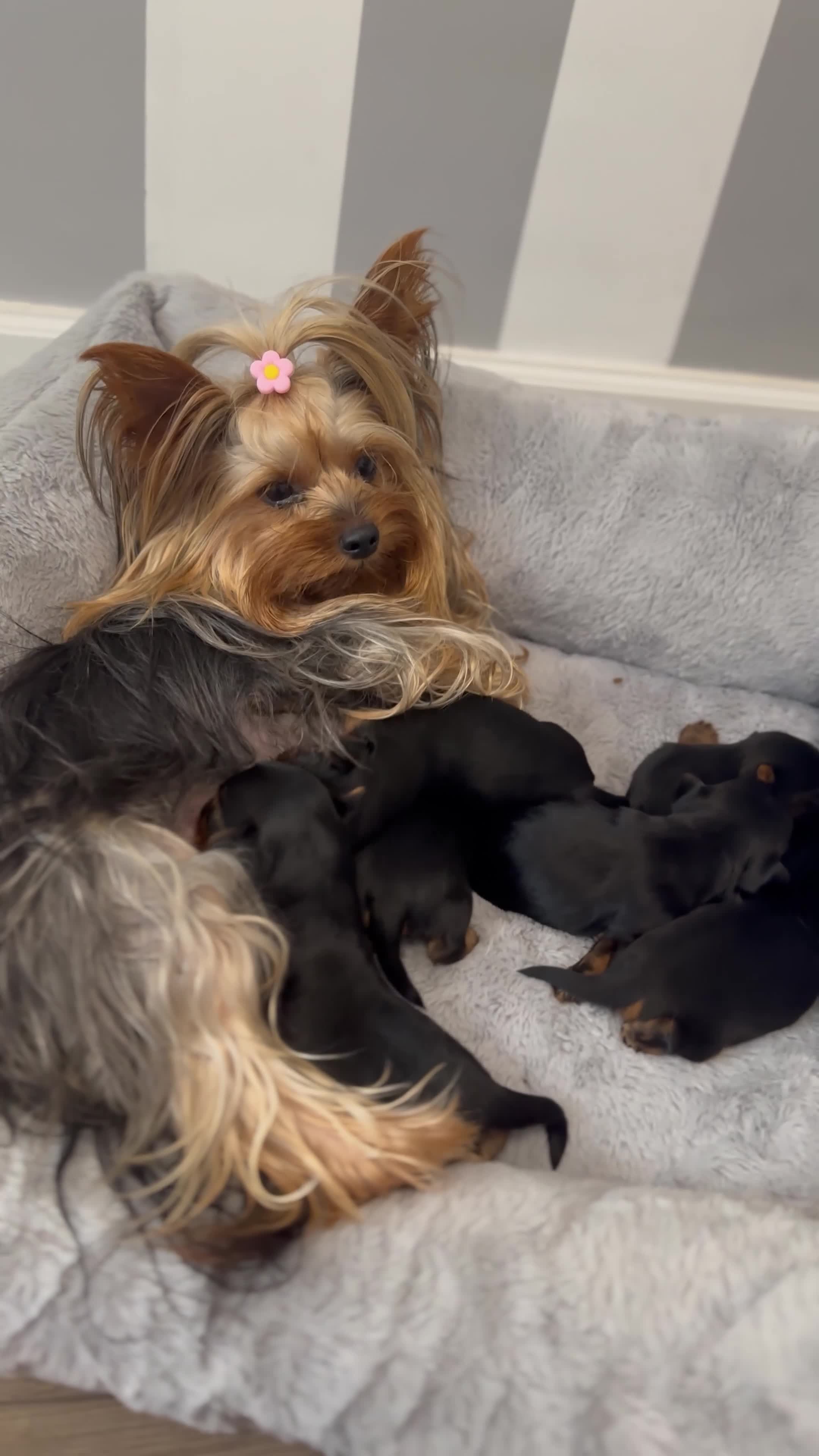 Yorkshire Terrier dogs for sale: ❤️ Gorgeous Miniature Yorkshire Terriers  - Video 2