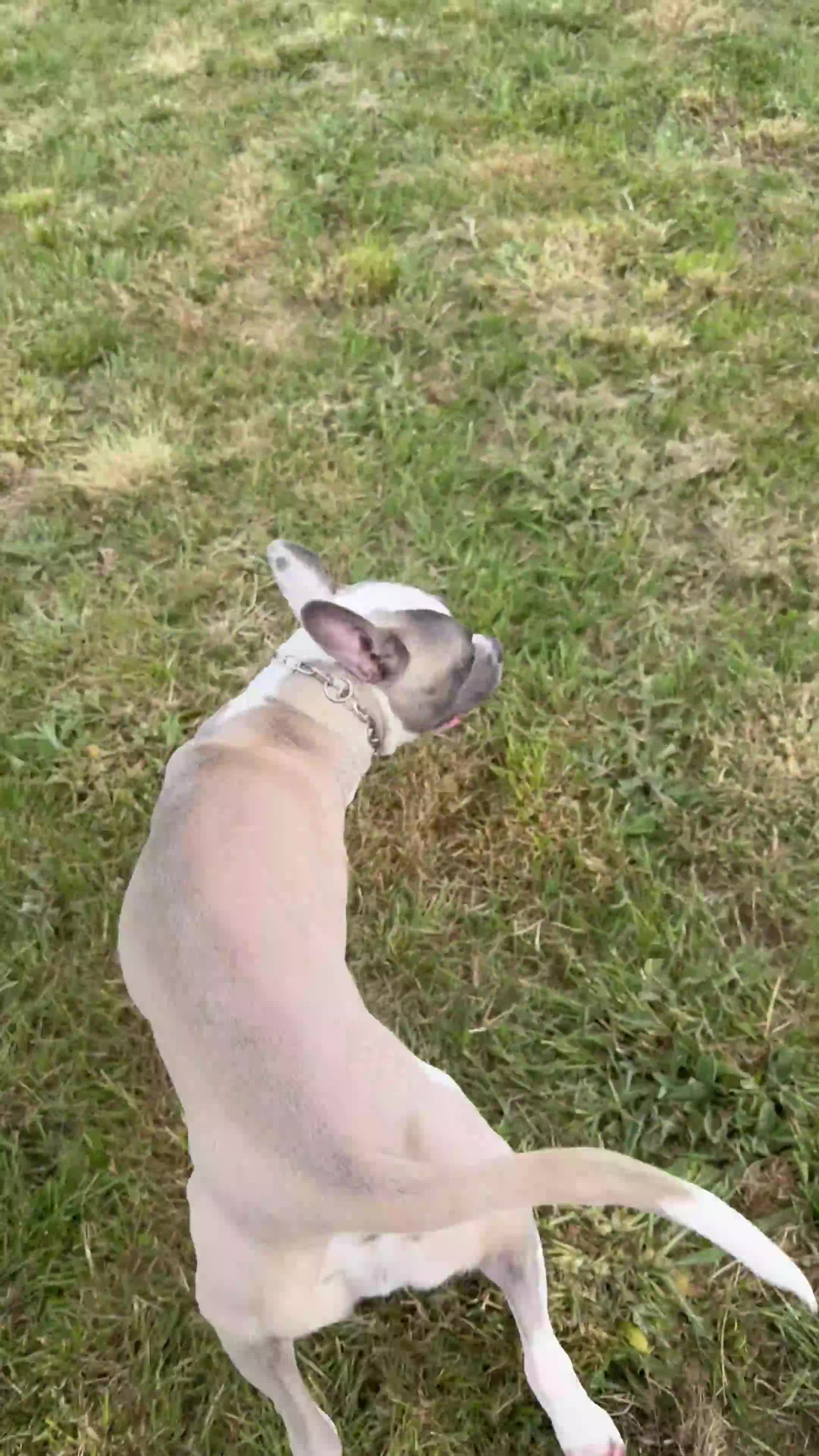 Mixed Breed dogs for sale: Max - Tripod dog  in Nottingham - Video 1