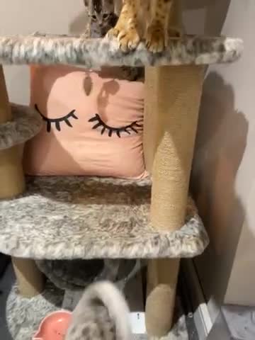 Bengal cats for sale: Pure Bengal Kittens  - Video 1