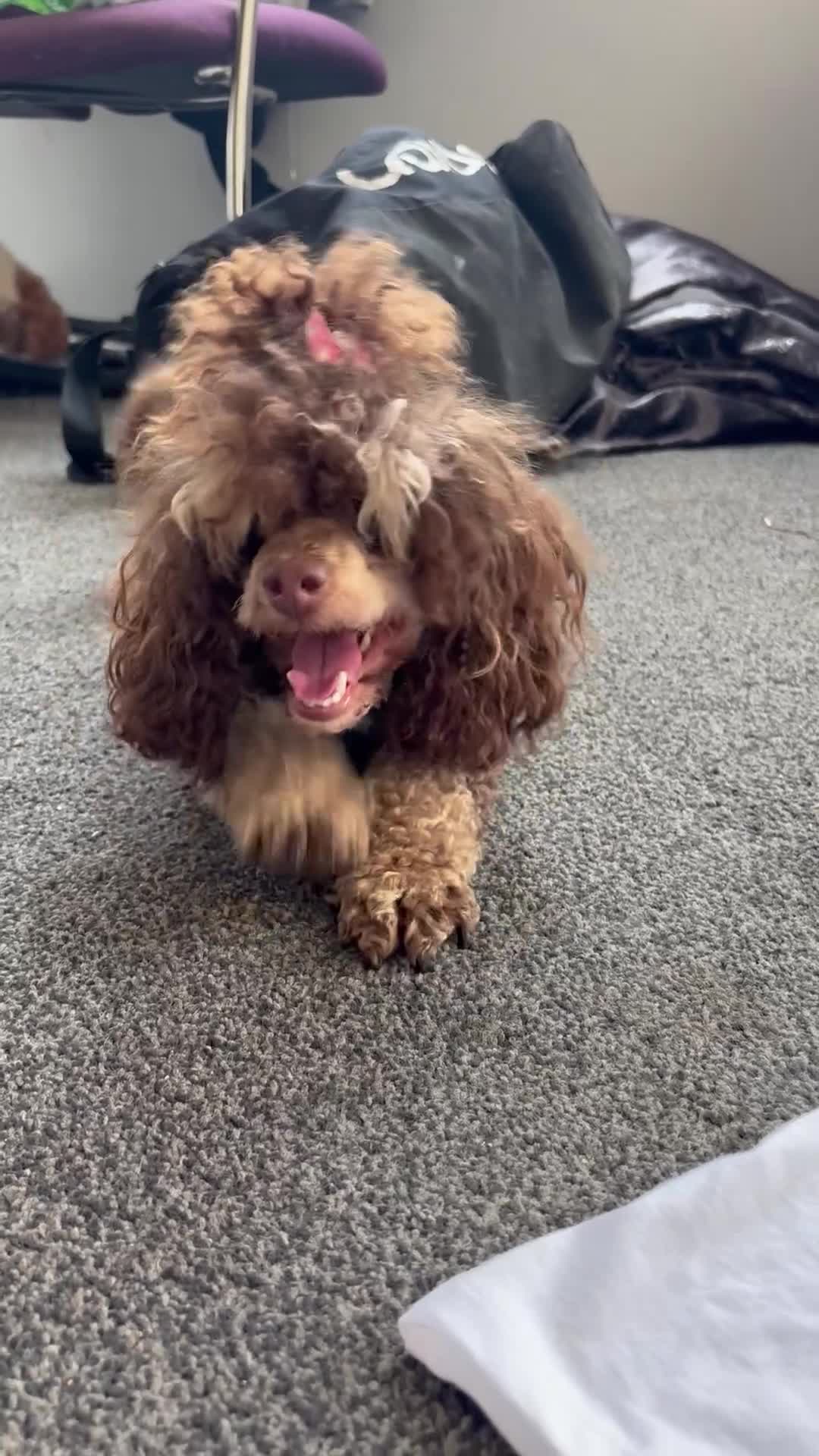 Toy Poodle dogs for sale: Miniature Poodle Puppies READY SOON - Video 2